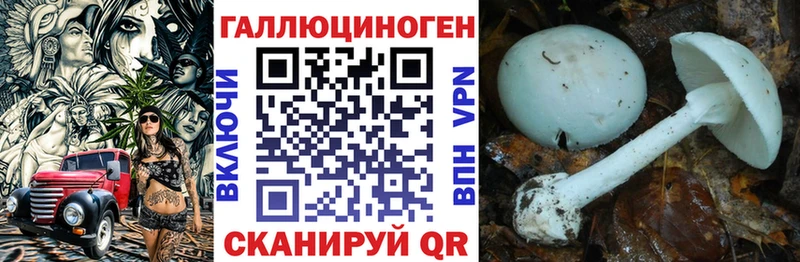Псилоцибиновые грибы Psilocybine cubensis darknet как зайти Шилка